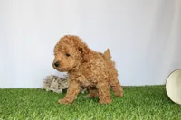 AKC Conner (tiny), a female Poodle - Toy  for sale in Middlebury, IN – 3 of 8