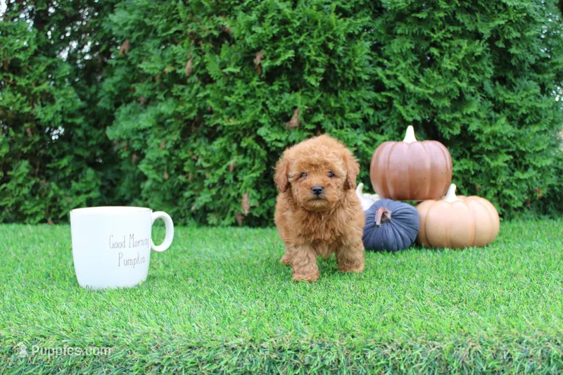 AKC Enzo(tiny) – Poodle - Toy  puppy for sale in Middlebury, IN
