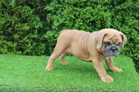 Debbi, a female English Bulldog for sale in Middlebury, IN – 4 of 10
