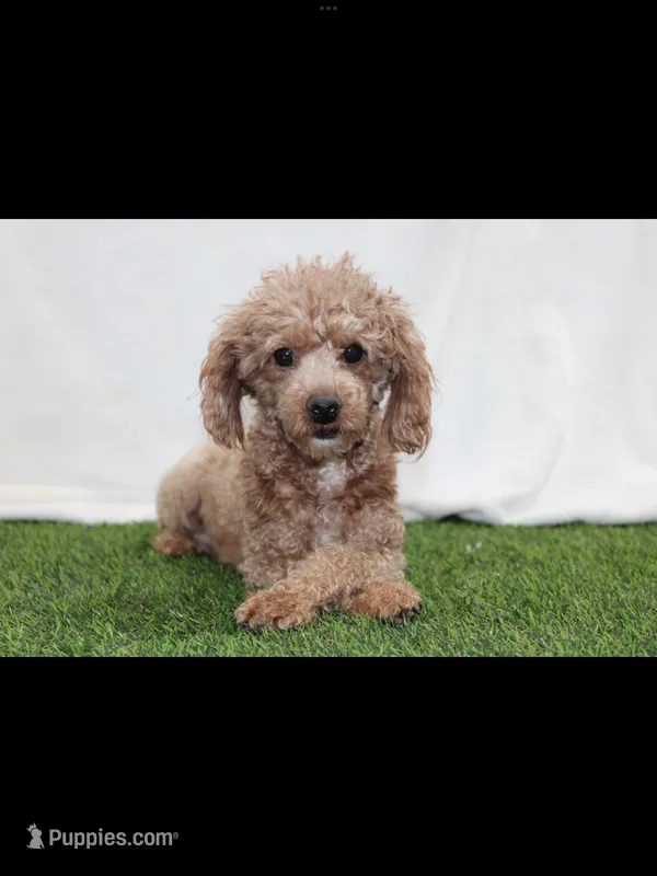 AKC Faye(tiny) – Poodle - Toy  puppy for sale in Middlebury, IN