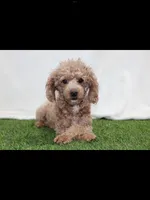 AKC Faye(tiny), a female Poodle - Toy  for sale in Middlebury, IN – 7 of 8