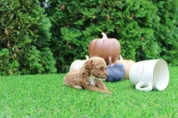Ezra, a male Poodle - Toy  for sale in Middlebury, IN – 2 of 7