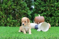 Echo, a male Poodle - Toy  for sale in Middlebury, IN – 8 of 8