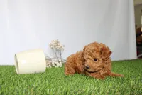 AKC Casey (tiny), a female Poodle - Toy  for sale in Middlebury, IN – 2 of 6