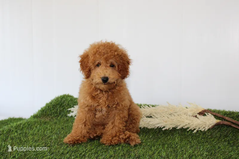AKC Conner (tiny) – Poodle - Toy  puppy for sale in Middlebury, IN