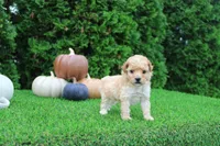 Emmett, a male Poodle - Toy  for sale in Middlebury, IN – 8 of 8