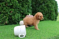 AKC Faye(tiny), a female Poodle - Toy  for sale in Middlebury, IN – 6 of 10