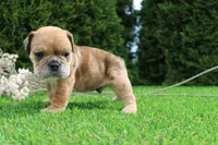 Dash, a male English Bulldog for sale in Middlebury, IN – 3 of 10