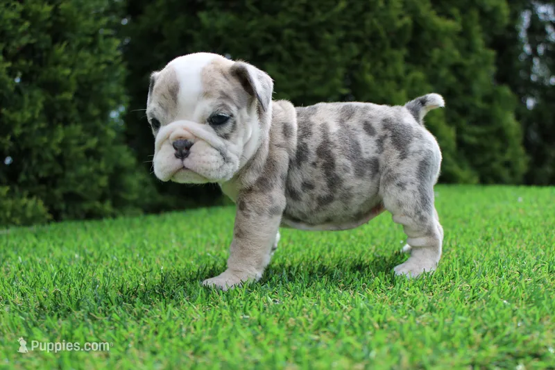 Daisy – English Bulldog puppy for sale in Middlebury, IN