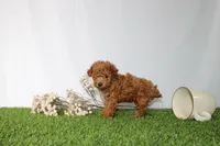 AKC Casey (tiny), a female Poodle - Toy  for sale in Middlebury, IN – 3 of 6