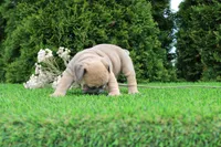 Dallas, a male English Bulldog for sale in Middlebury, IN – 7 of 9