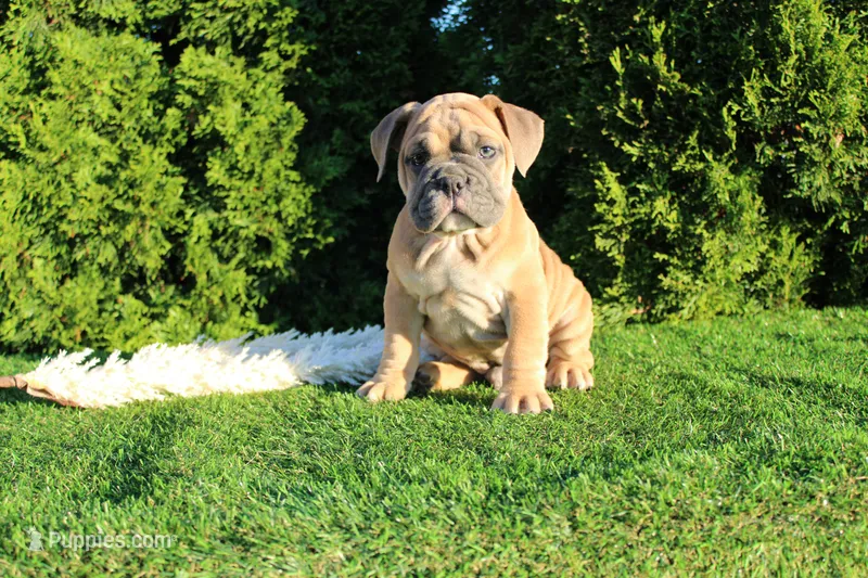 Dallas – English Bulldog puppy for sale in Middlebury, IN
