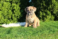 Dallas, a male English Bulldog for sale in Middlebury, IN – 1 of 10