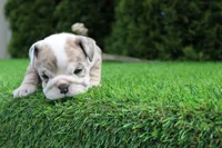 Daisy, a female English Bulldog for sale in Middlebury, IN – 6 of 6