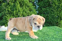 Dash, a male English Bulldog for sale in Middlebury, IN – 8 of 9