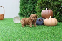 Enzo, a male Poodle - Toy  for sale in Middlebury, IN – 3 of 7