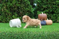 Echo, a male Poodle - Toy  for sale in Middlebury, IN – 6 of 8