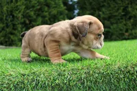 Dash, a male English Bulldog for sale in Middlebury, IN – 6 of 10