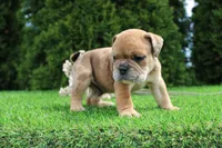Dash, a male English Bulldog for sale in Middlebury, IN – 5 of 10