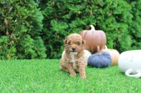 Ezra, a male Poodle - Toy  for sale in Middlebury, IN – 3 of 7