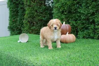 AKC Echo(tiny), a male Poodle - Toy  for sale in Middlebury, IN – 3 of 8