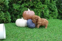 Enzo, a male Poodle - Toy  for sale in Middlebury, IN – 7 of 7