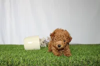 AKC Casey (tiny), a female Poodle - Toy  for sale in Middlebury, IN – 6 of 6