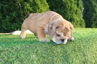 Dash, a male English Bulldog for sale in Middlebury, IN – 7 of 9
