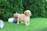 AKC Echo(tiny), a male Poodle - Toy  for sale in Middlebury, IN – 5 of 8