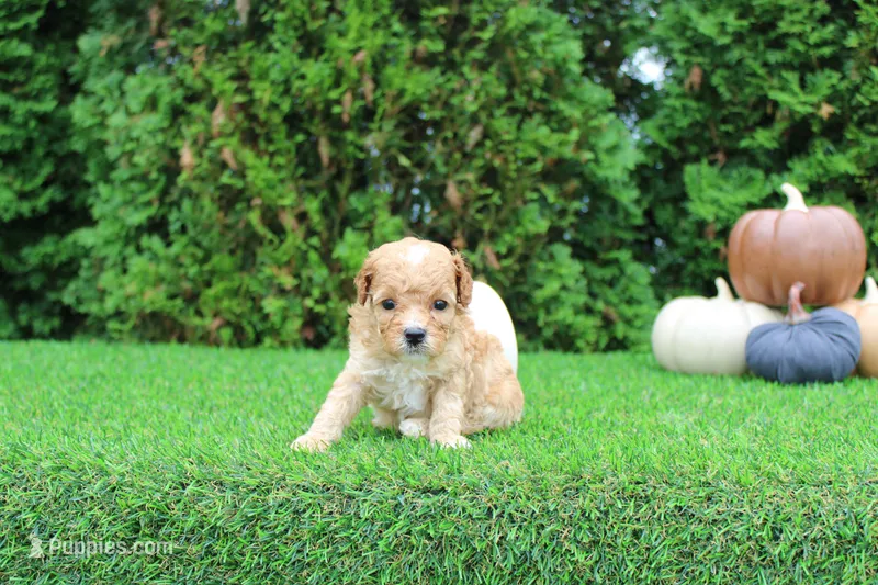 Echo – Poodle - Toy  puppy for sale in Middlebury, IN