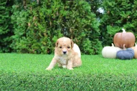 Echo, a male Poodle - Toy  for sale in Middlebury, IN – 1 of 8