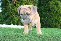 Dallas, a male English Bulldog for sale in Middlebury, IN – 7 of 10