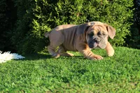 Dallas, a male English Bulldog for sale in Middlebury, IN – 5 of 10