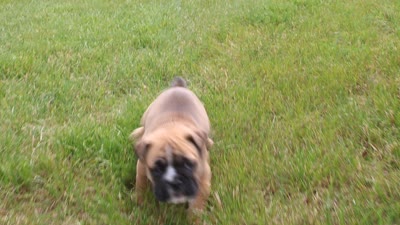Duke, a male English Bulldog for sale in Middlebury, IN – 8 of 8