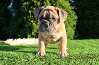 Dallas, a male English Bulldog for sale in Middlebury, IN – 2 of 10