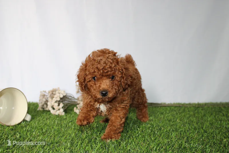 AKC Curry (tiny) – Poodle - Toy  puppy for sale in Middlebury, IN