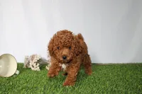AKC Curry (tiny), a male Poodle - Toy  for sale in Middlebury, IN – 1 of 5