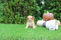 Echo, a male Poodle - Toy  for sale in Middlebury, IN – 7 of 8