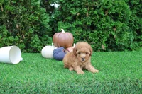 Finn, a male Poodle - Toy  for sale in Middlebury, IN – 5 of 5