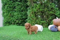 Enzo, a male Poodle - Toy  for sale in Middlebury, IN – 6 of 7