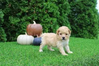 Emmett, a male Poodle - Toy  for sale in Middlebury, IN – 4 of 8