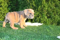 Debbi, a female English Bulldog for sale in Middlebury, IN – 3 of 9