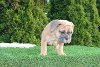 Dallas, a male English Bulldog for sale in Middlebury, IN – 9 of 10