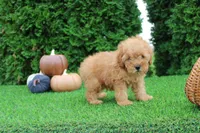 AKC Finn(tiny), a male Poodle - Toy  for sale in Middlebury, IN – 4 of 9