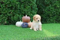 AKC Emmett(tiny), a male Poodle - Toy  for sale in Middlebury, IN – 6 of 8