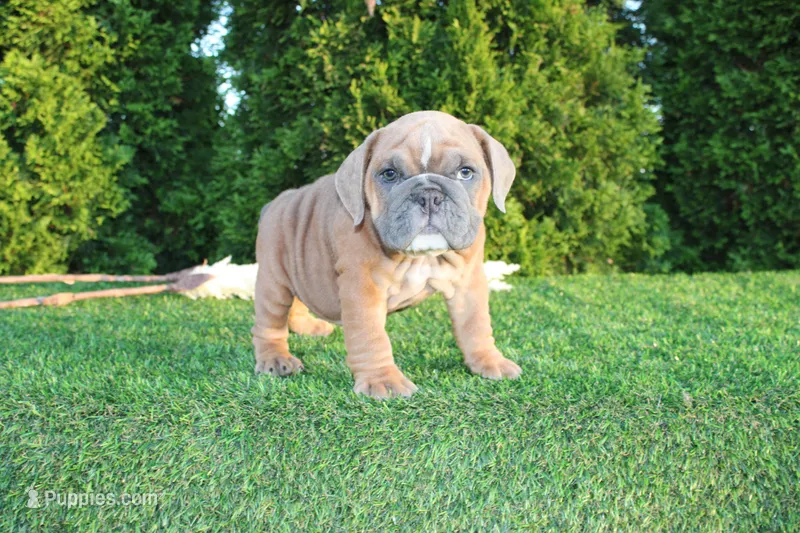 Debbi – English Bulldog puppy for sale in Middlebury, IN