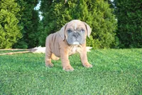 Debbi, a female English Bulldog for sale in Middlebury, IN – 7 of 9