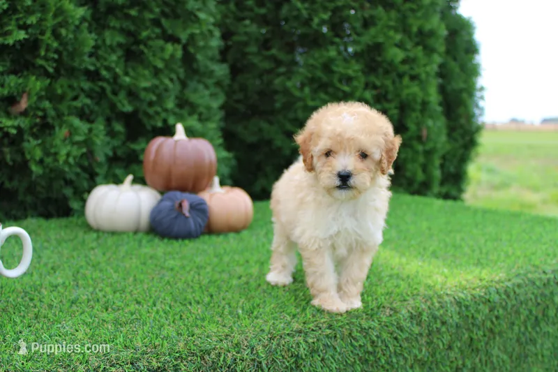AKC Emmett(tiny) – Poodle - Toy  puppy for sale in Middlebury, IN