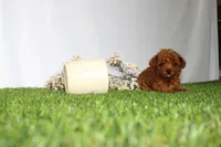 AKC Callie (tiny), a female Poodle - Toy  for sale in Middlebury, IN – 2 of 5