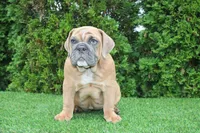 Debbi, a female English Bulldog for sale in Middlebury, IN – 5 of 10